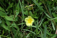 Ludwigia adscendens